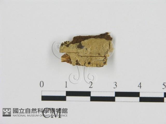 剛毛絲皮菌藏品圖，第1張