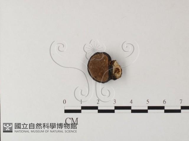 靈芝屬藏品圖，第1張