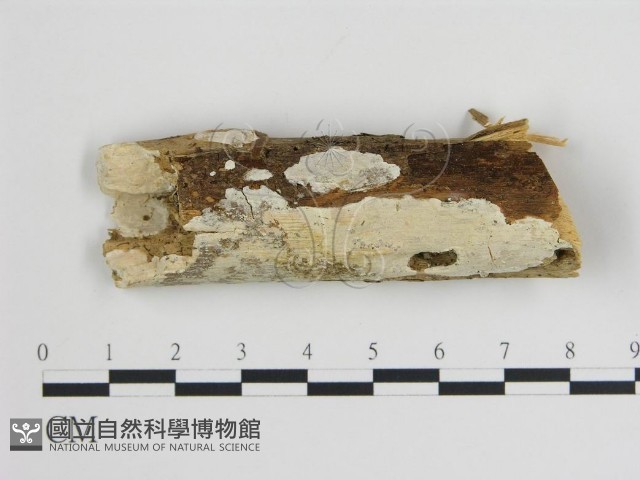 樹狀皮革菌屬藏品圖，第1張