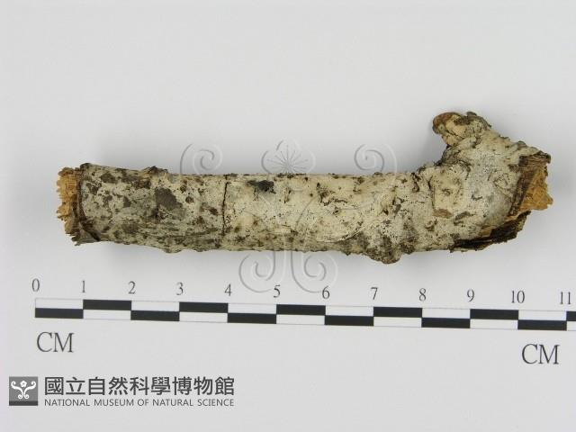 剛毛絲皮菌藏品圖，第1張