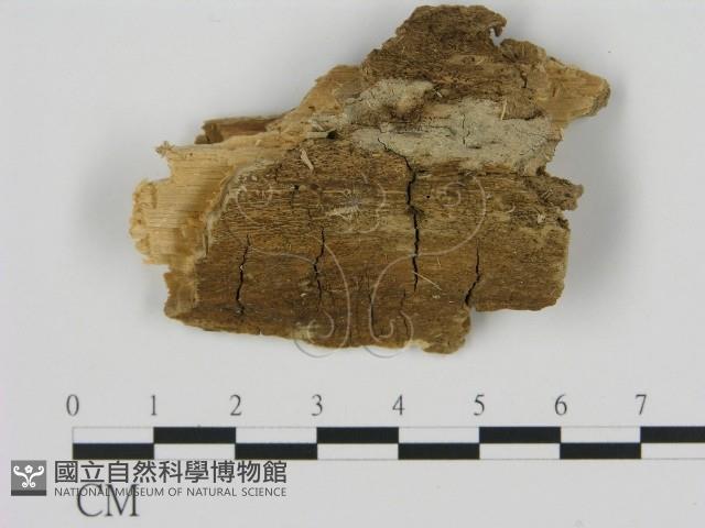 登錄號:F0000888藏品圖，第1張