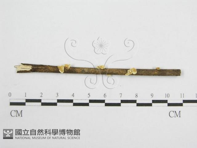 微皮傘屬藏品圖，第1張