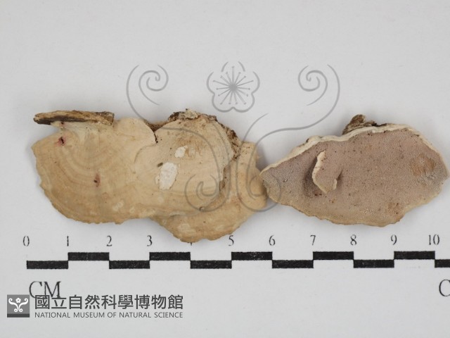 登錄號:F0030888藏品圖，第1張