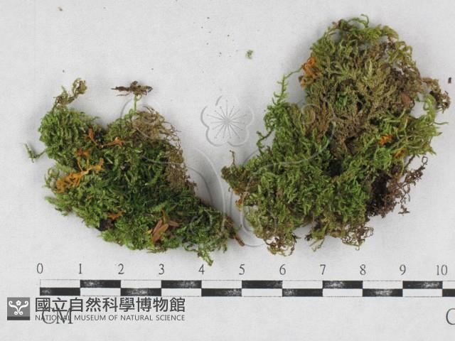 登錄號:F0026888藏品圖，第1張