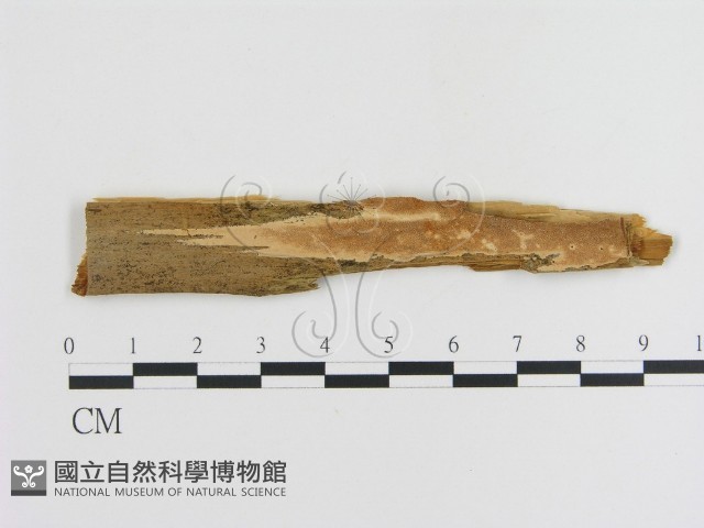 登錄號:F0006888藏品圖，第1張