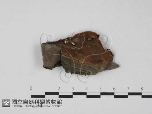 木層孔菌屬藏品圖，第1張