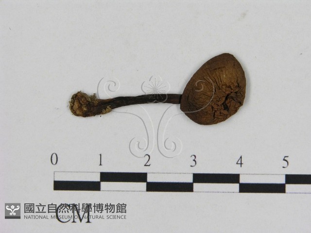 登錄號:F0001888藏品圖，第1張