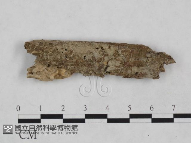 剛毛絲皮菌藏品圖，第1張