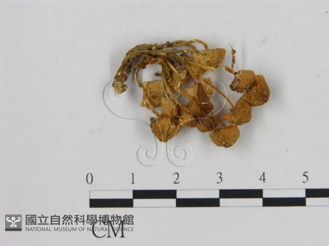 小菇屬藏品圖，第1張