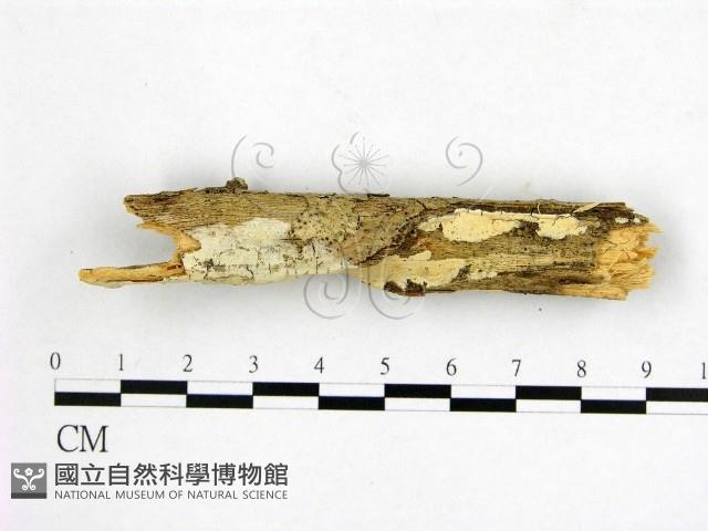 顯絲菌屬藏品圖，第1張