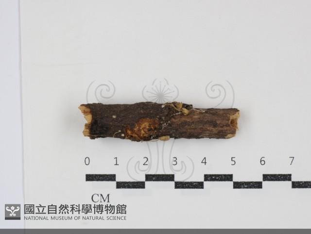 微皮傘屬藏品圖，第1張