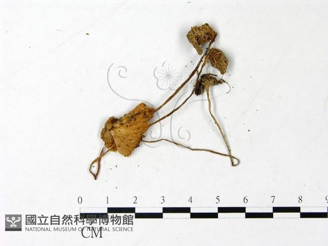 登錄號:F0022888藏品圖，第1張