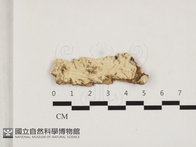 登錄號:F0032888藏品圖，第1張