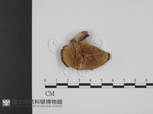 登錄號:F0007888藏品圖，第1張