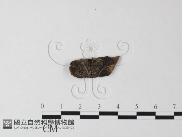 登錄號:F0017888藏品圖，第3張