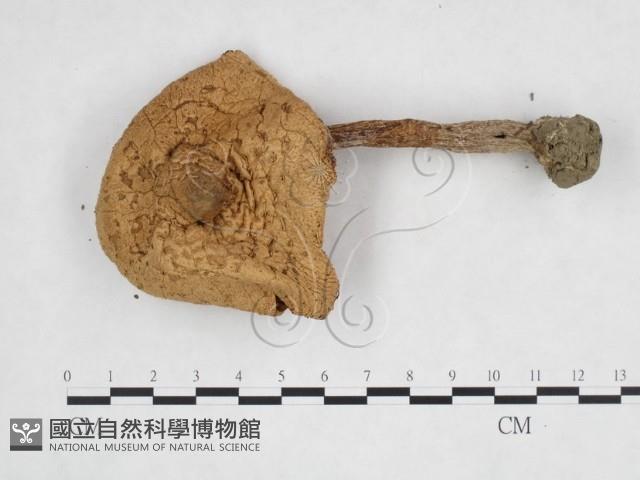 登錄號:F0025888藏品圖，第1張