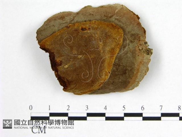 登錄號:F0005888藏品圖，第1張