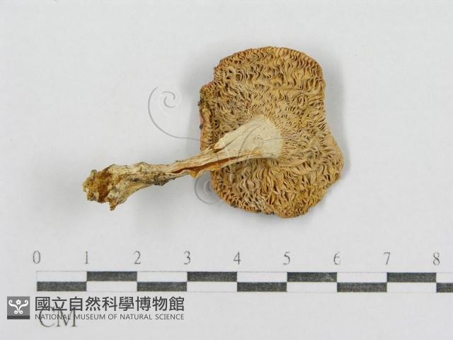 紅菇屬藏品圖，第1張