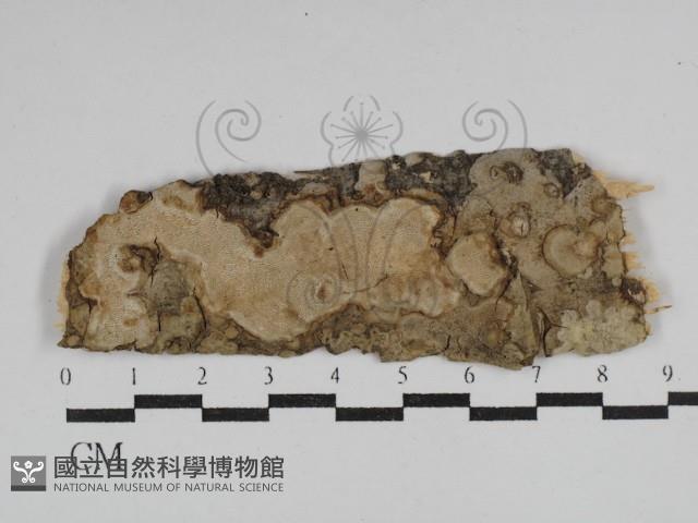 登錄號:F0029888藏品圖，第1張