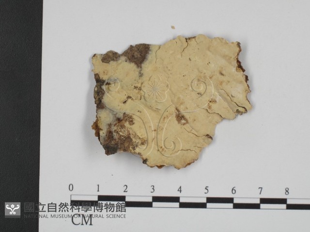 登錄號:F0009888藏品圖，第1張