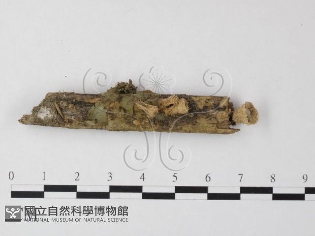 登錄號:F0023888藏品圖，第1張