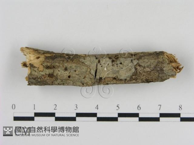 登錄號:F0008988藏品圖，第1張