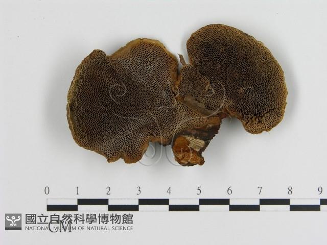 蜂窩菌屬藏品圖，第1張