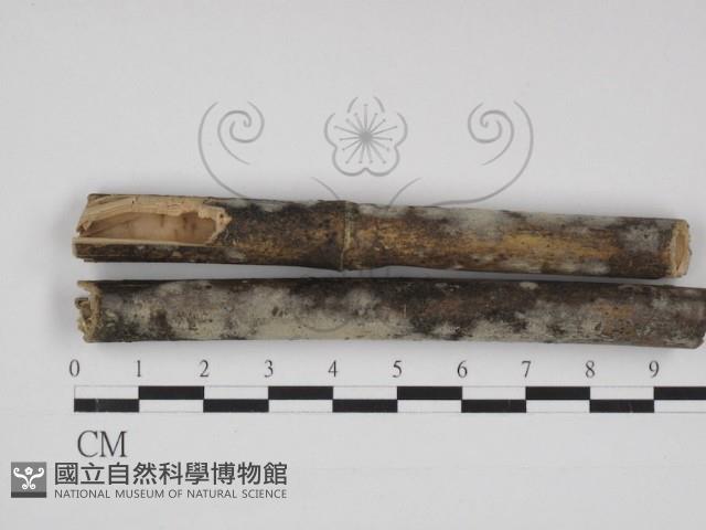 登錄號:F0030988藏品圖，第1張