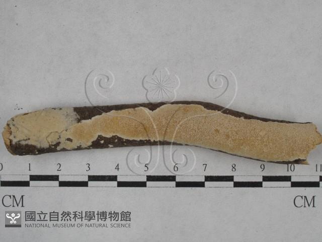 登錄號:F0026988藏品圖，第1張