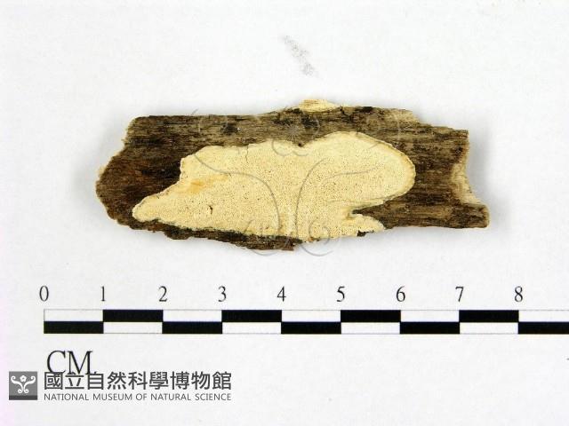 登錄號:F0006988藏品圖，第1張