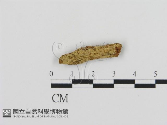登錄號:F0016988藏品圖，第1張