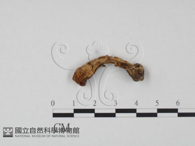 登錄號:F0021988藏品圖，第1張