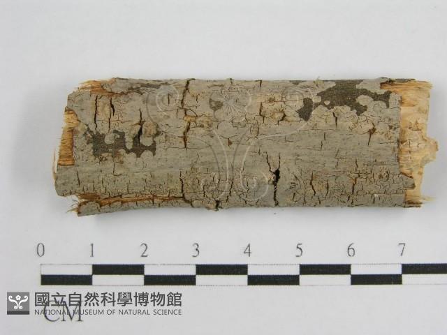 登錄號:F0011988藏品圖，第1張