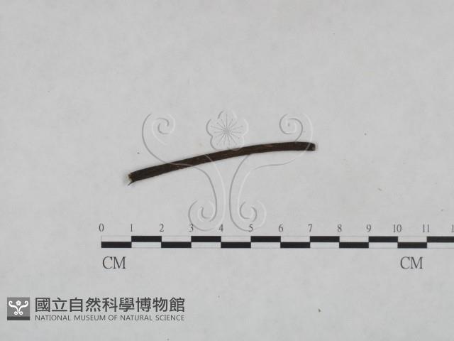 登錄號:F0024988藏品圖，第1張