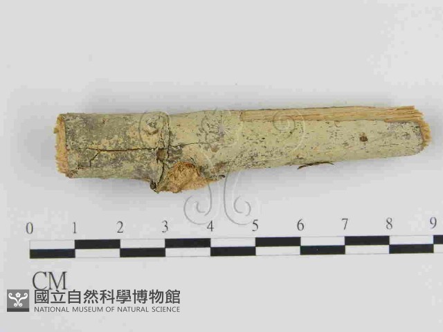 絲齒菌屬藏品圖，第1張