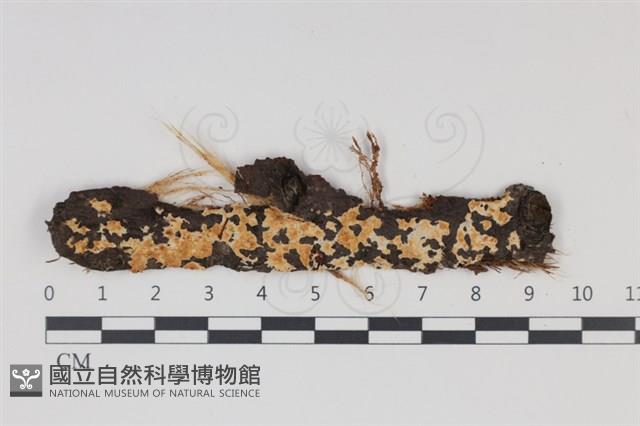 登錄號:F0034988藏品圖，第1張