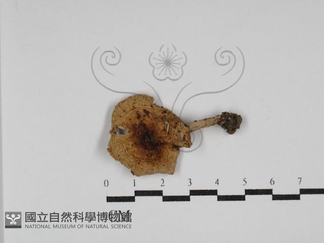 紅菇屬藏品圖，第1張