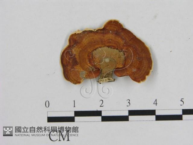 相鄰小孔菌藏品圖，第1張