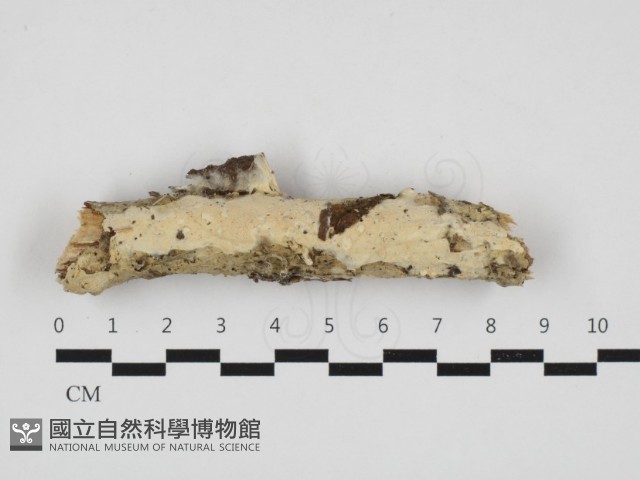 登錄號:F0032988藏品圖，第1張