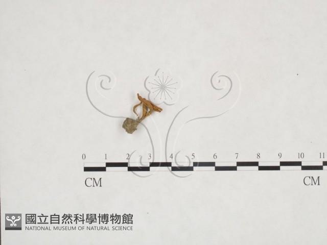 登錄號:F0025988藏品圖，第1張