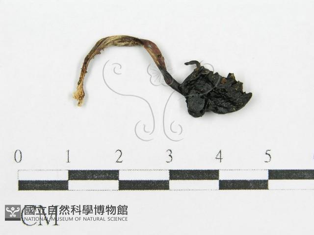 鬼傘屬藏品圖，第1張