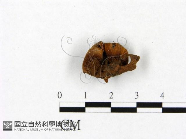 登錄號:F0009988藏品圖，第1張