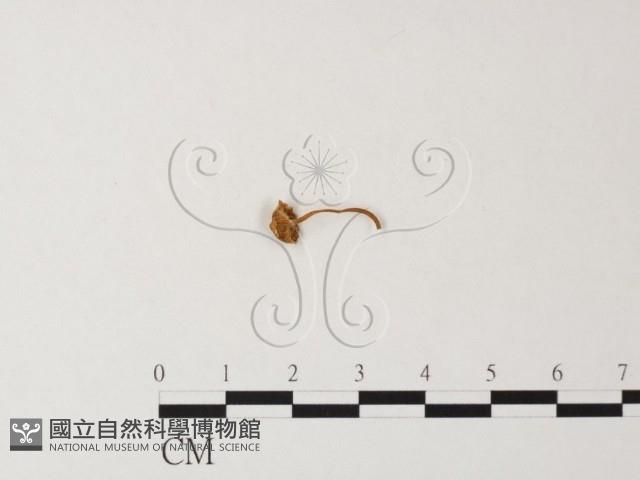 小菇屬藏品圖，第1張