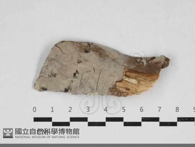 登錄號:F0033988藏品圖，第1張