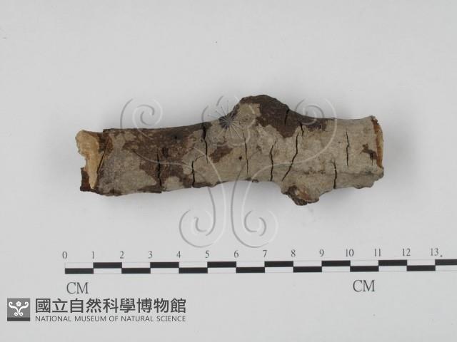 登錄號:F0008688藏品圖，第1張