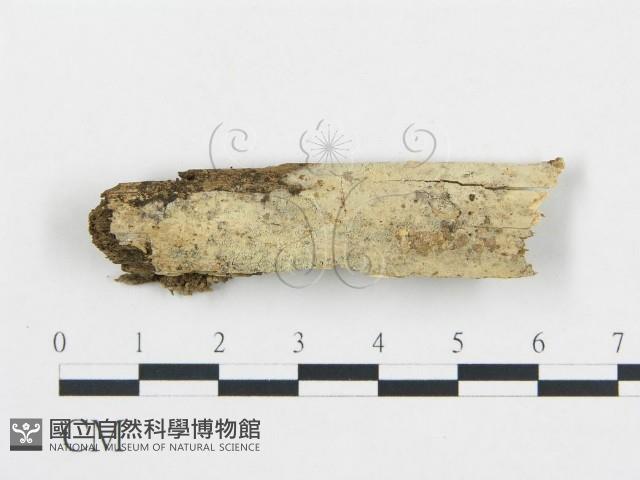 登錄號:F0018688藏品圖，第1張