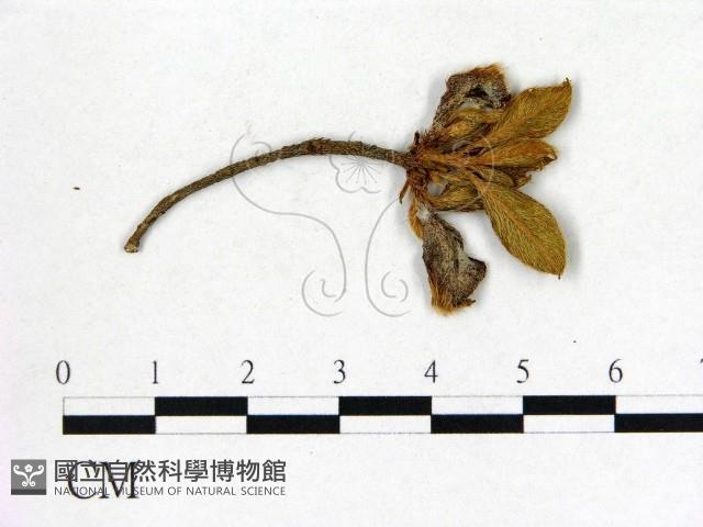 登錄號:F0020688藏品圖，第1張