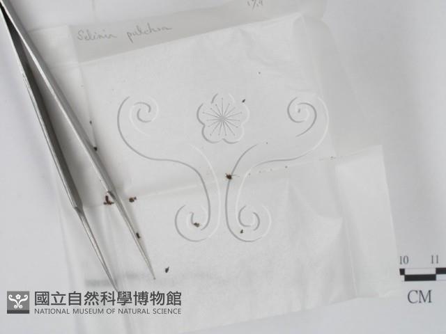 登錄號:F0000688藏品圖，第1張