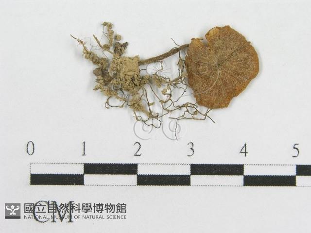 粉褶菌屬藏品圖，第1張