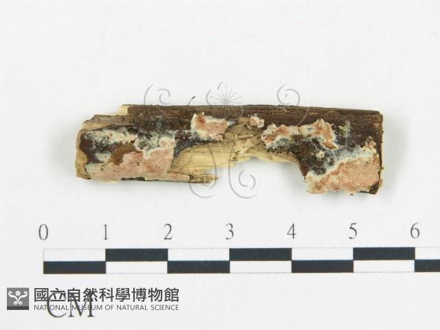 登錄號:F0006688藏品圖，第1張